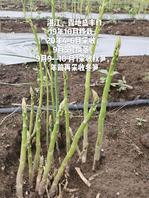 去年10月種植，現在開始第二次采收
